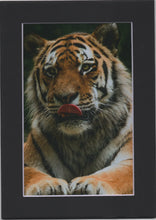 Cargar imagen en el visor de la galería, 4x6 Matted Art Prints
