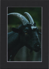 Cargar imagen en el visor de la galería, 4x6 Matted Art Prints
